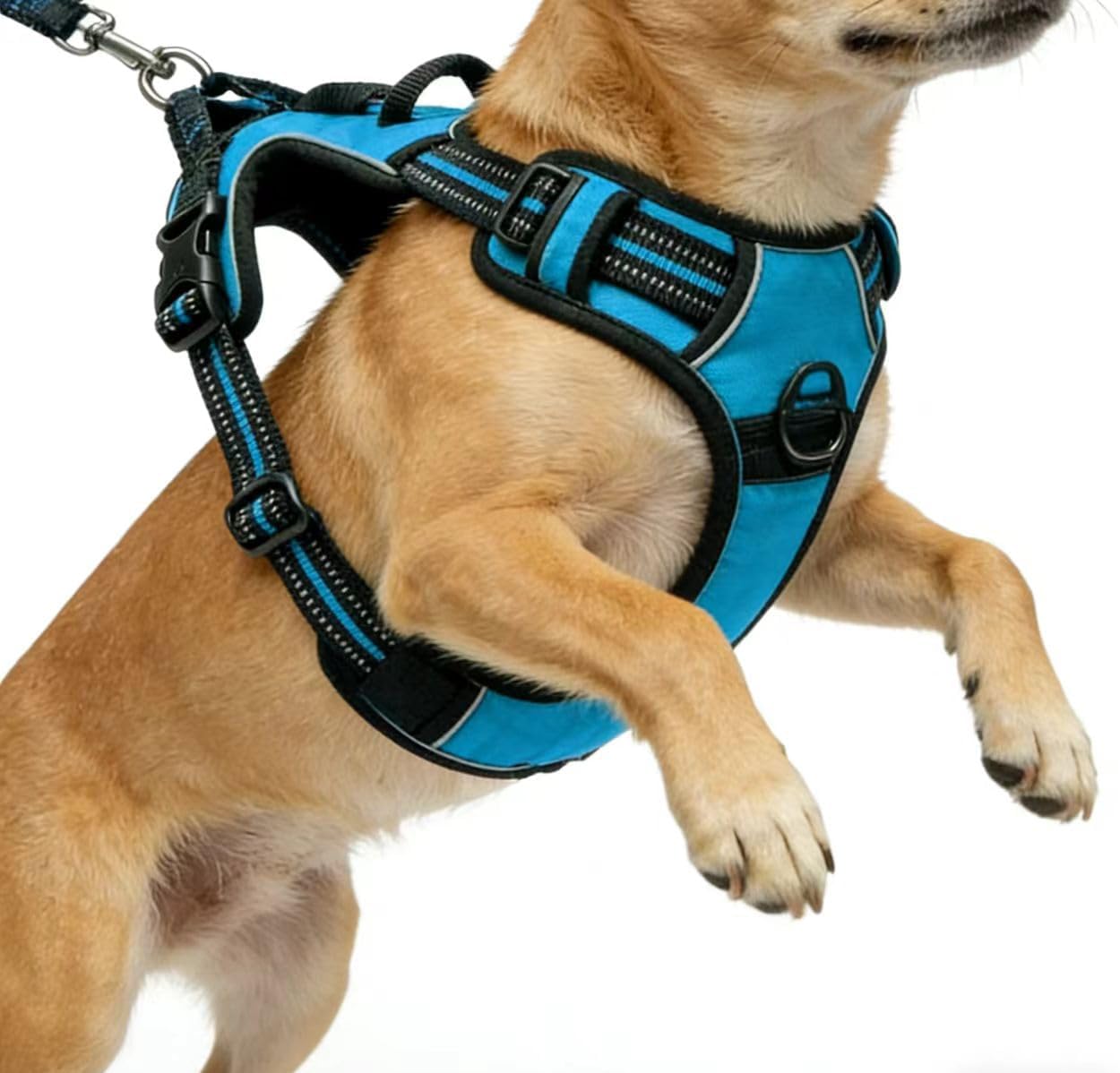 Orange No-Pull Dog Harness with 2 Leash Clips，Soft Padded Vest for Medium Dog, Adjustable Reflective Dog Vest Easy to Put on and Take Off, (Neck: 14"~20", Chest: 21"~27", Orange M)